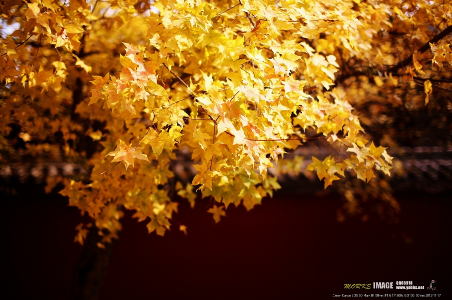 1G8A5828a.jpg