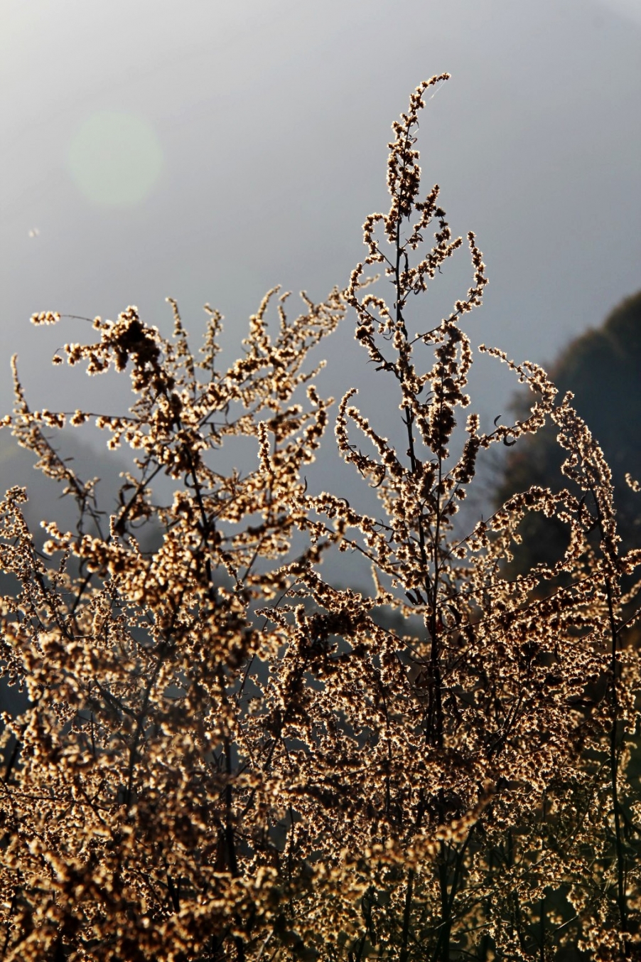 conew_img_9109_conew1.jpg