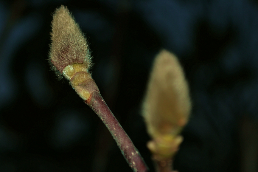 DSC_0036.jpg