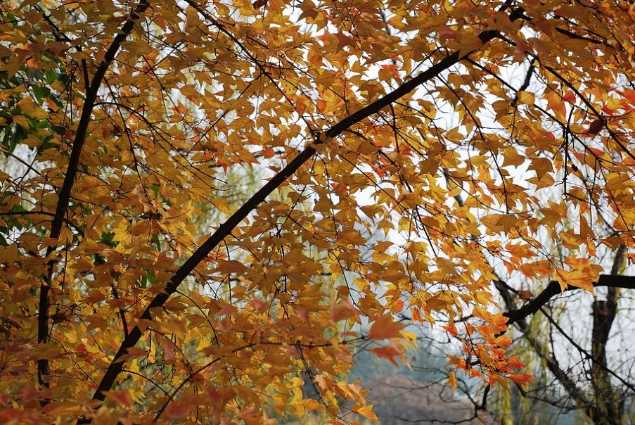 DSC_0178.JPG