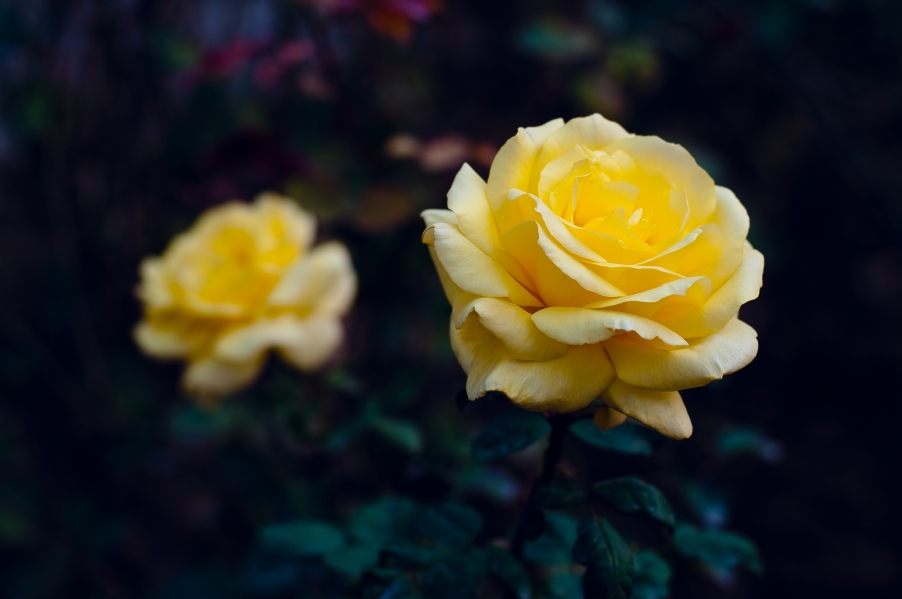 DSC_0549.jpg