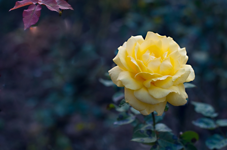 DSC_0548.jpg
