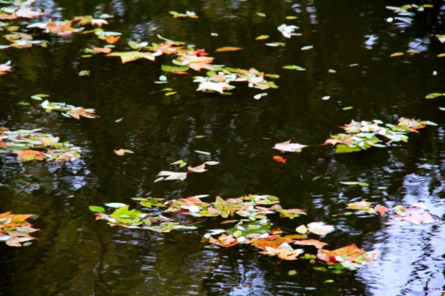 conew_img_9238_conew1.jpg