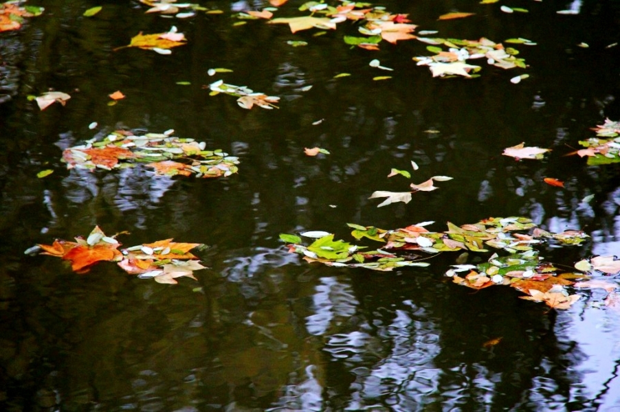 conew_img_9239_conew1.jpg