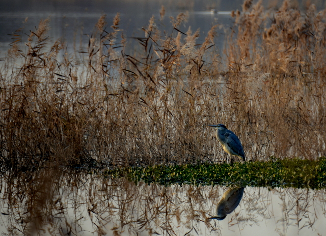 DSC_1308.jpg
