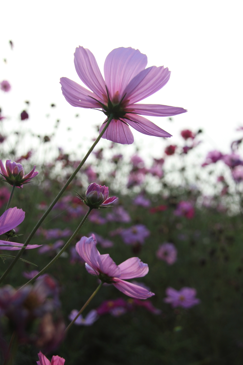 DPP_011955.JPG