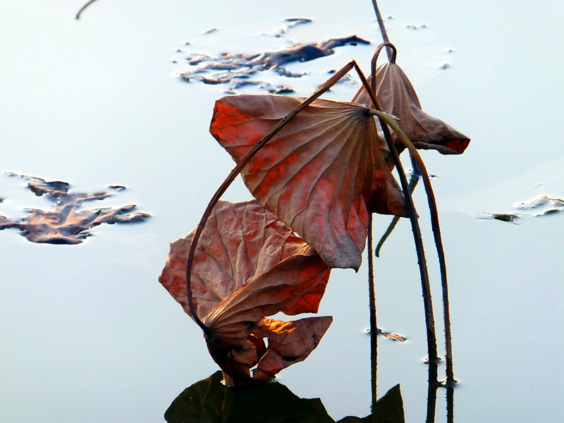 DSCF9705_副本.jpg