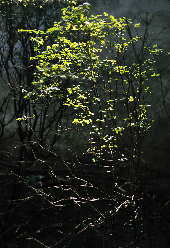 DSC_0011.JPG