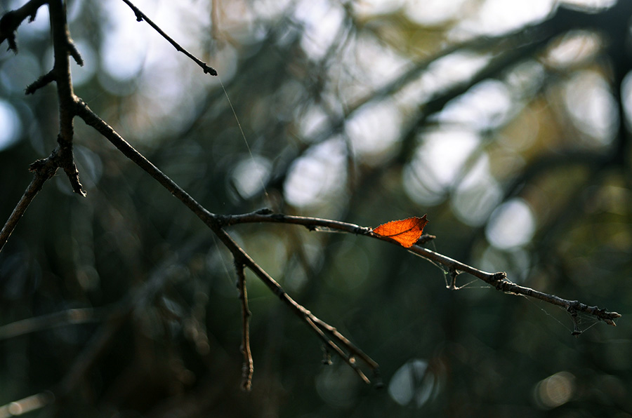 DSC_0116.JPG