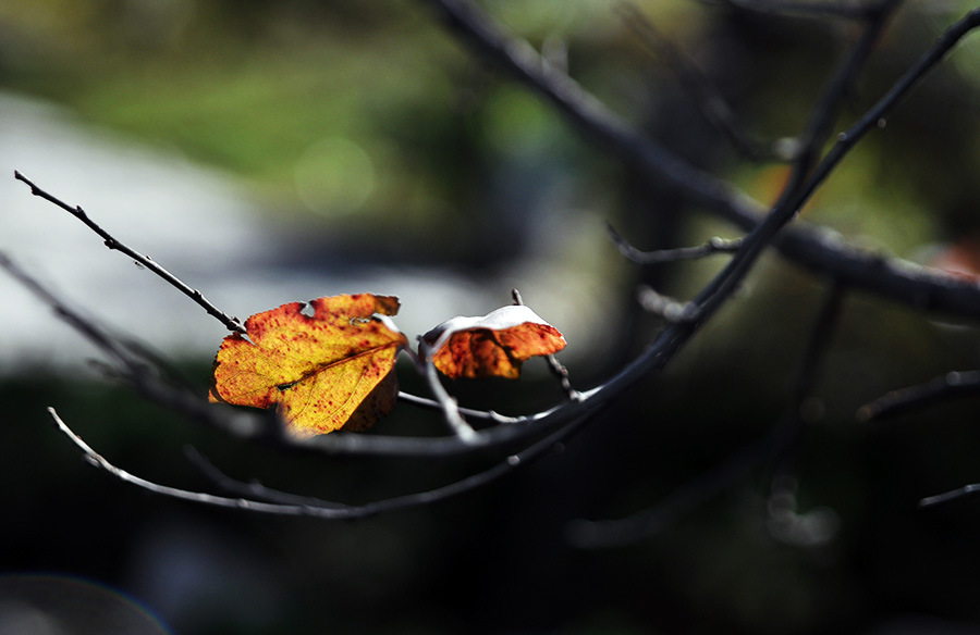 DSC_0110.JPG