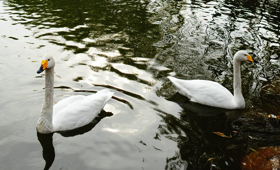 L1024276.jpg