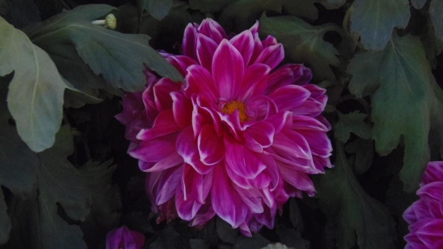 conew_pa310199.jpg
