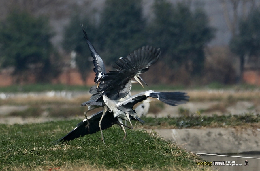 1G8A8906a.jpg