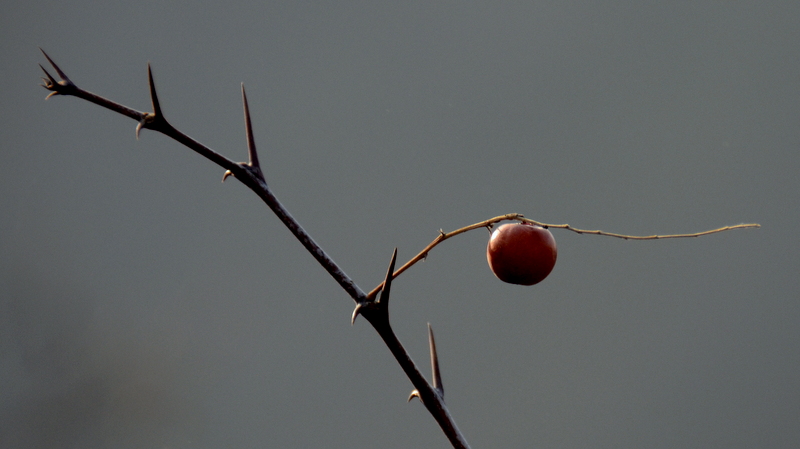 DSC_1701.jpg