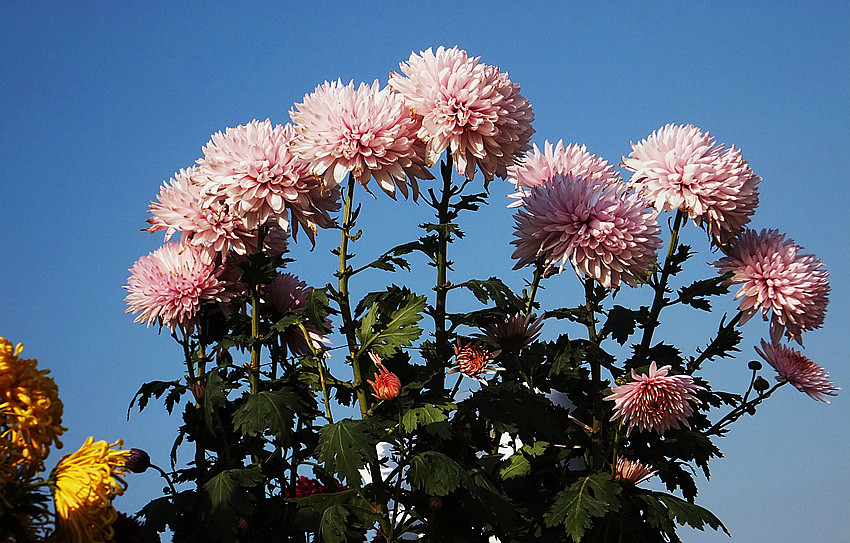 dscf8176_副本.jpg