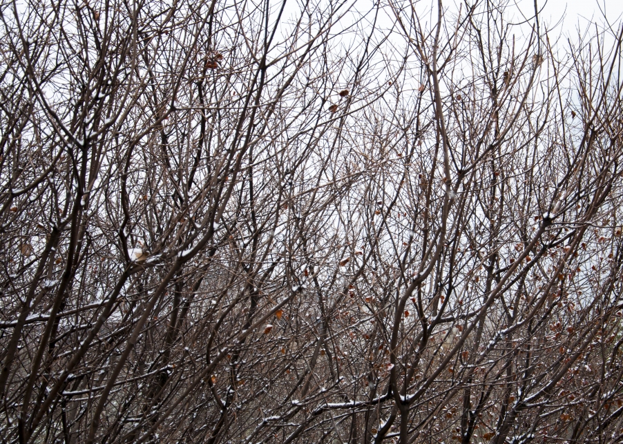 _DSC0688.jpg