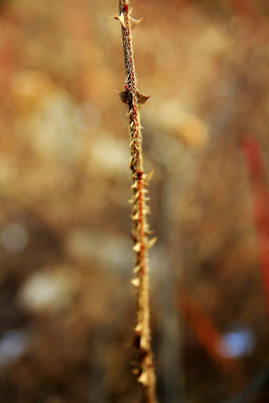 img_0207_conew1.jpg