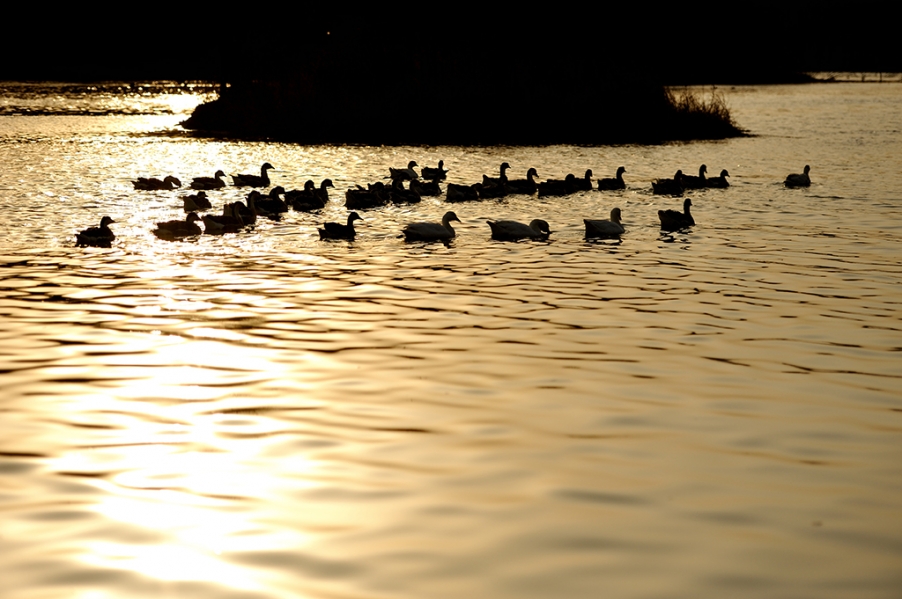 DSC_2636.jpg