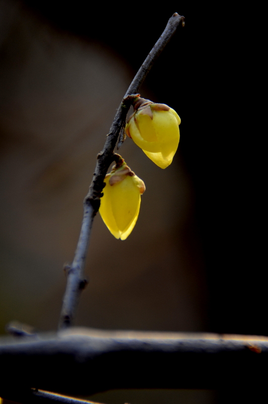 DSC_1965.jpg