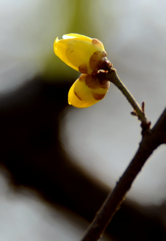 DSC_1972.jpg