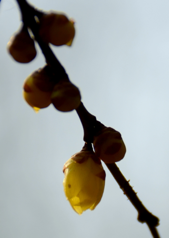 DSC_1976.jpg