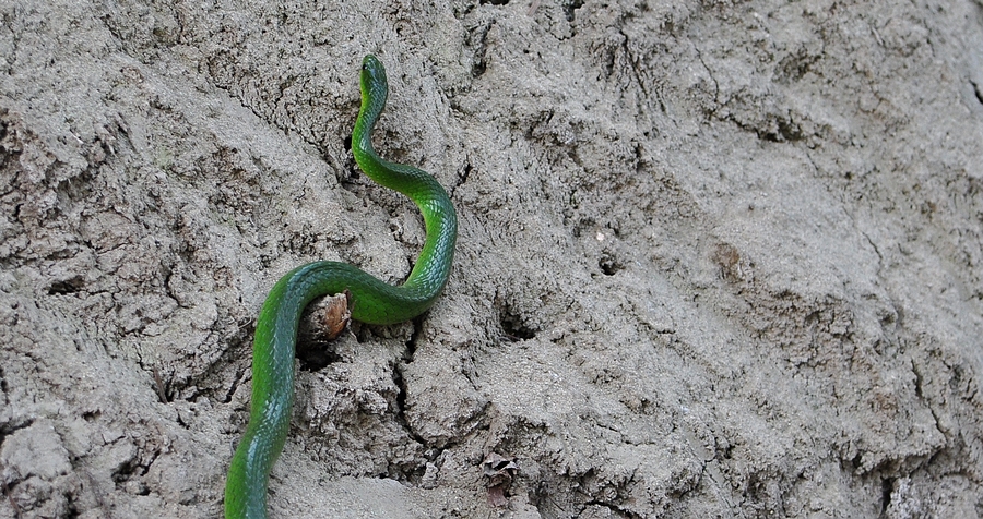 DSC_01661.jpg