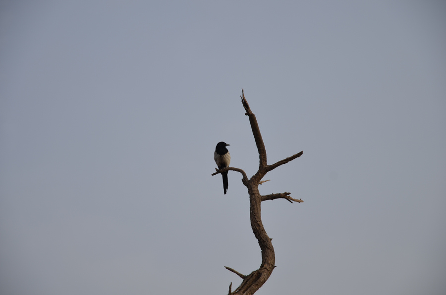 DSC_2140.JPG