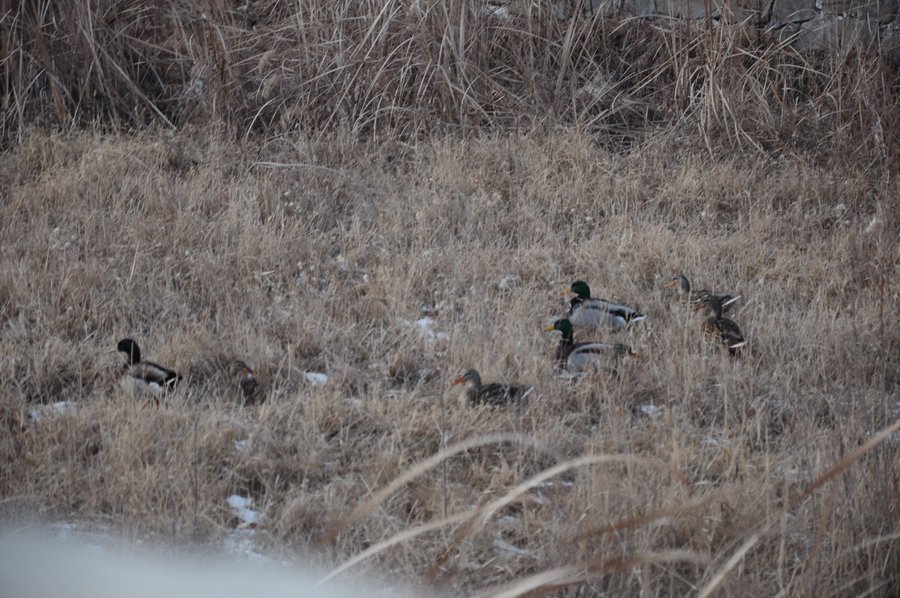 DSC_0212.JPG