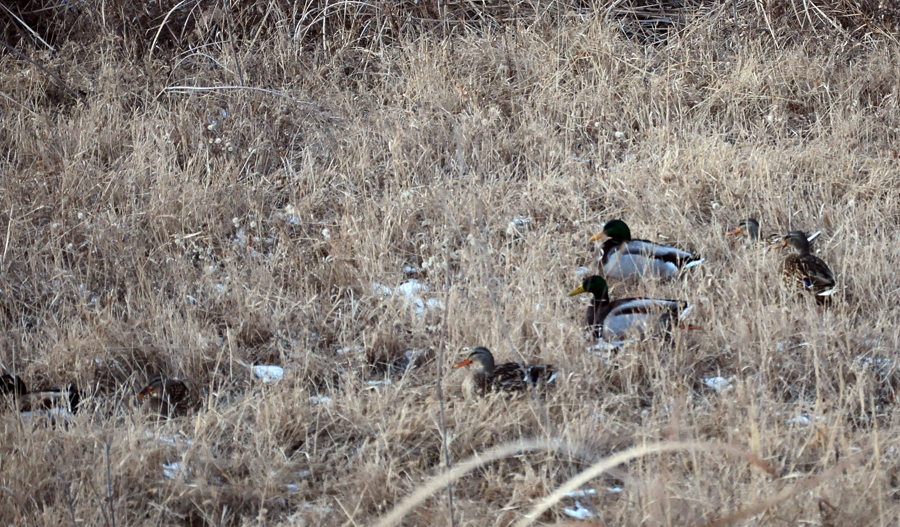 DSC_0213.JPG