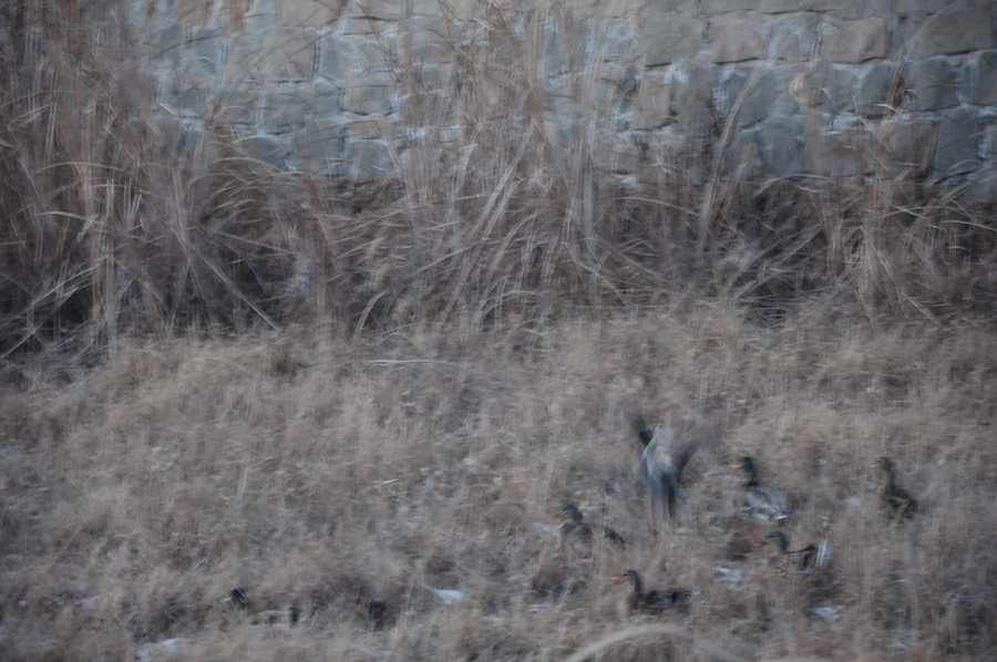 DSC_0216.JPG