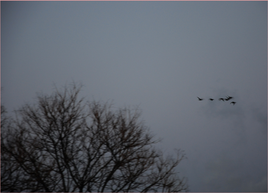 DSC_0236.JPG