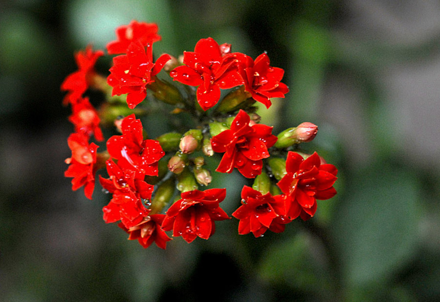 长寿花 (5).jpg