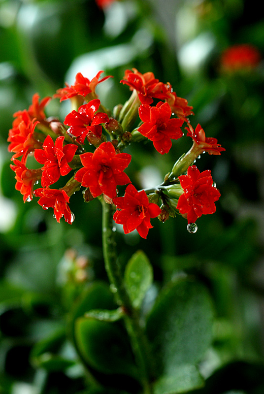 长寿花 (8).jpg