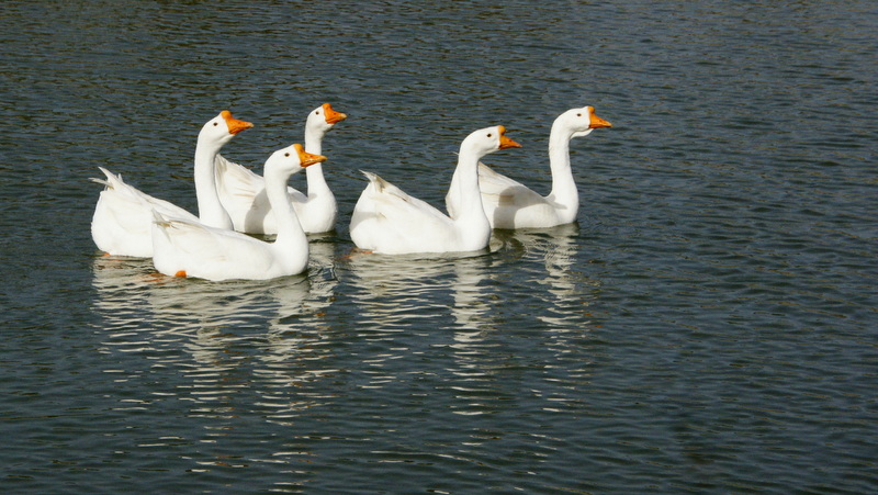 DSC08552.JPG