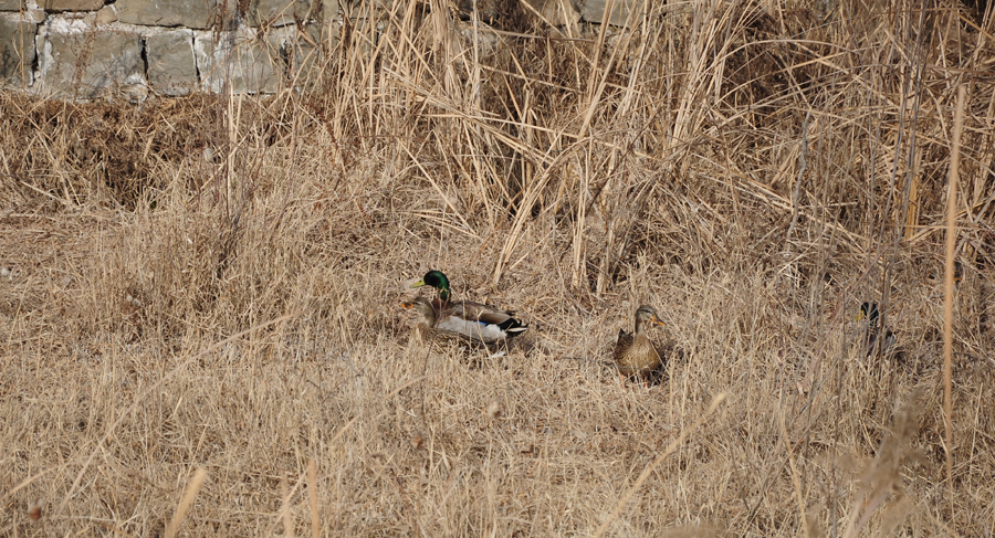 DSC_0222.JPG