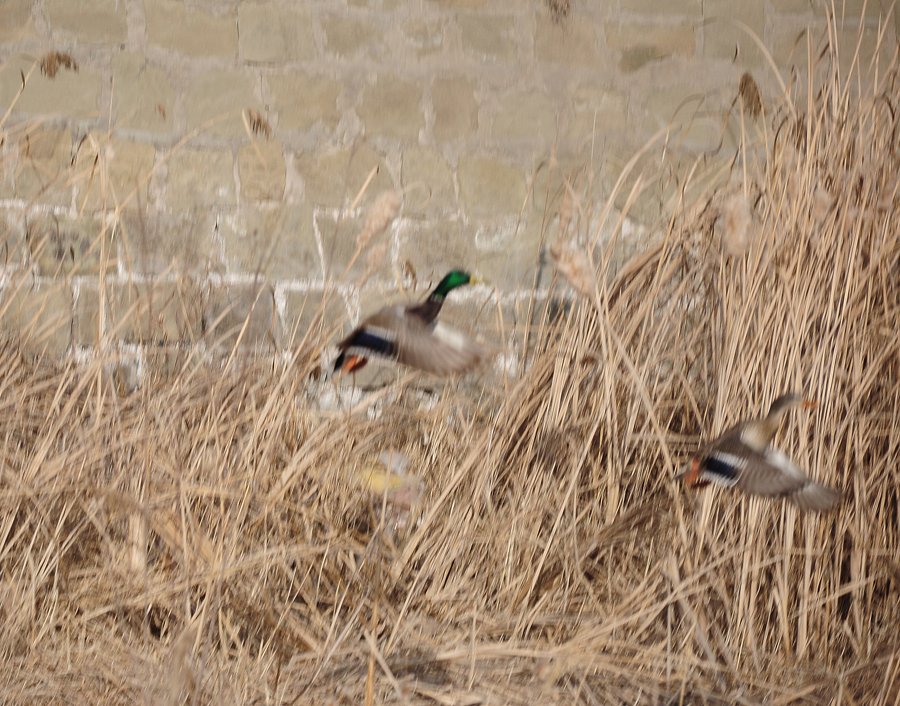DSC_0226.JPG