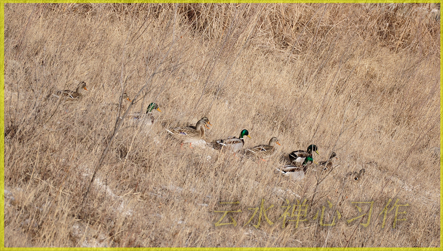 DSC_0233.JPG