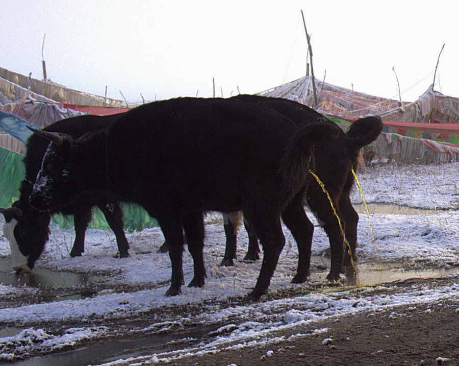 L1022880.jpg