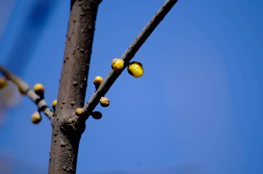 _DSC7606.jpg