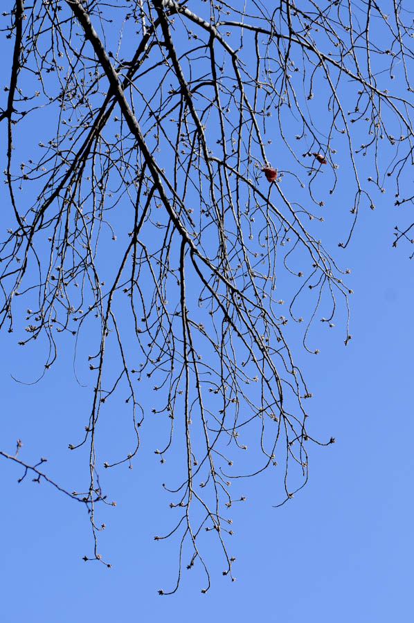 _DSC7611.jpg
