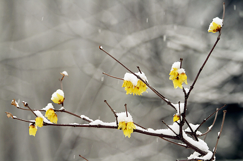 雪中腊梅 060_副本.jpg