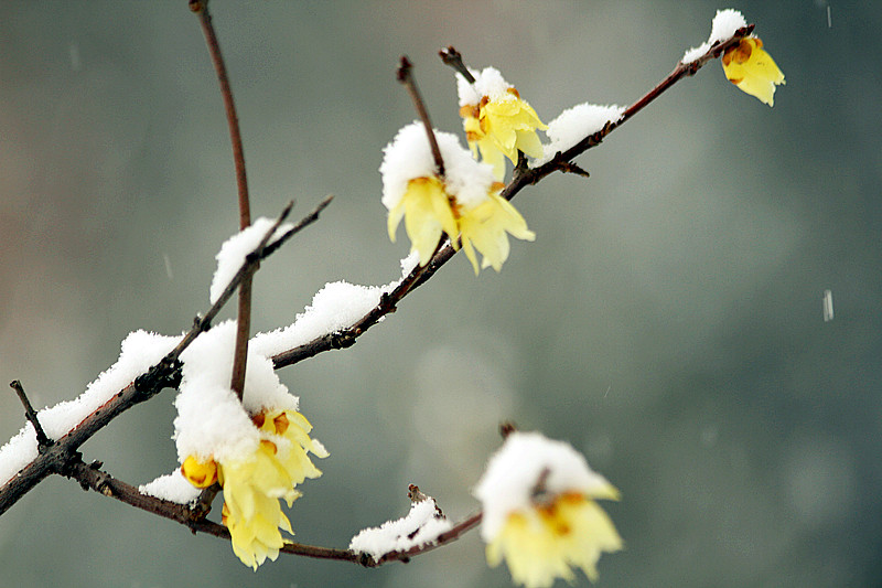 雪中腊梅 062_副本.jpg
