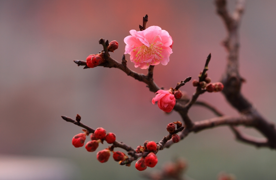 植物园梅花4.JPG