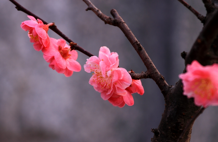 植物园梅花7.JPG