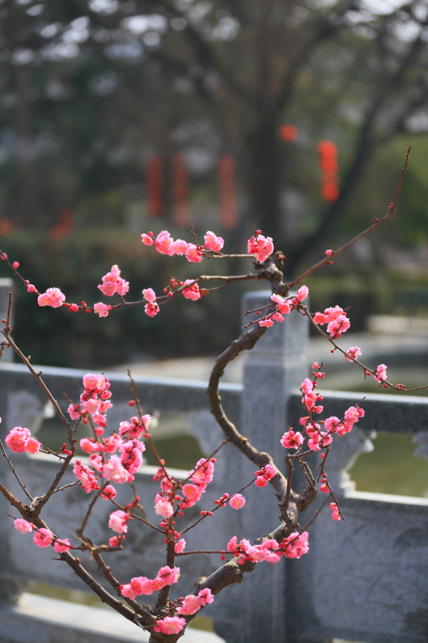 春节拍片10181.JPG