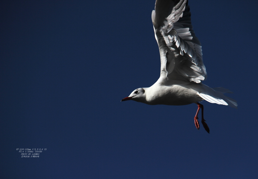 IMG_8370_副本.jpg