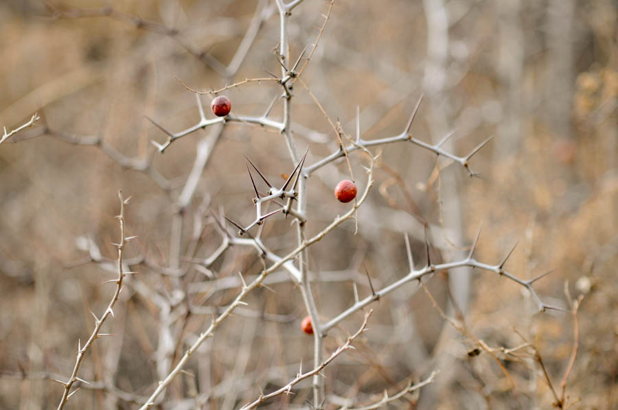 _DSC8688.jpg