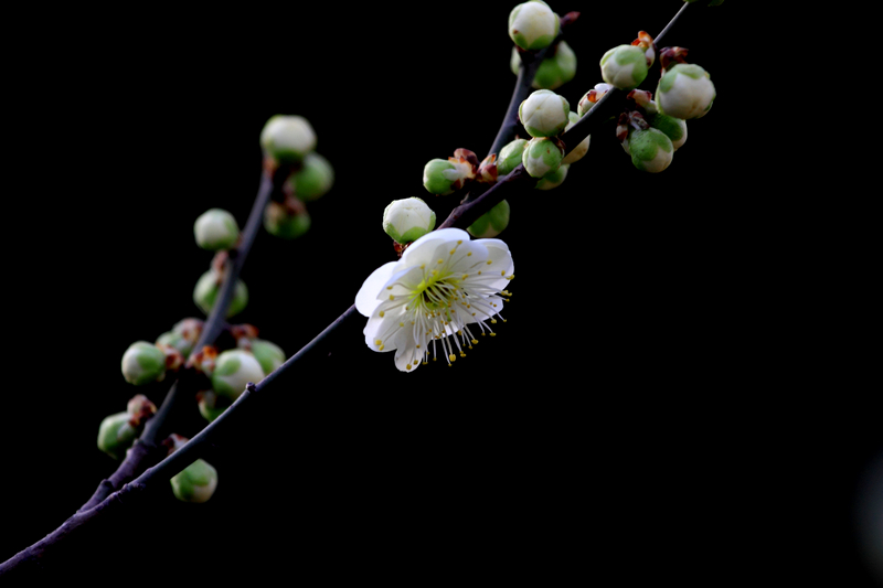 春归20.JPG
