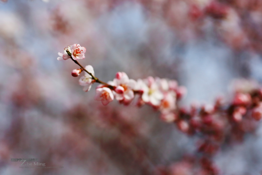 花001.jpg