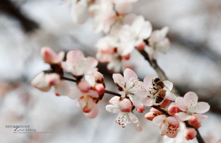 花006.jpg